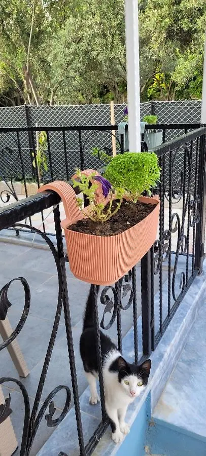 Διαμέρισμα Belvu'S Home Φετιγιέ